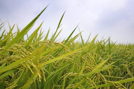 九洲国际官网(中国区)股份有限公司